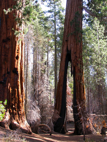 Eileen Wegge- Winner, Survivor Tree