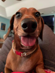 Riley Roo Barnes, If love could have saved you, you would have lived to 100.  