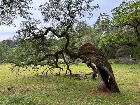 Kathleen Kiefer- Winner, Unique Tree