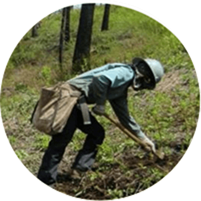 Trees Are Planted - 
memorial tree planting