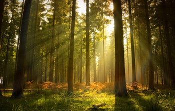 Add Trees to a Planting