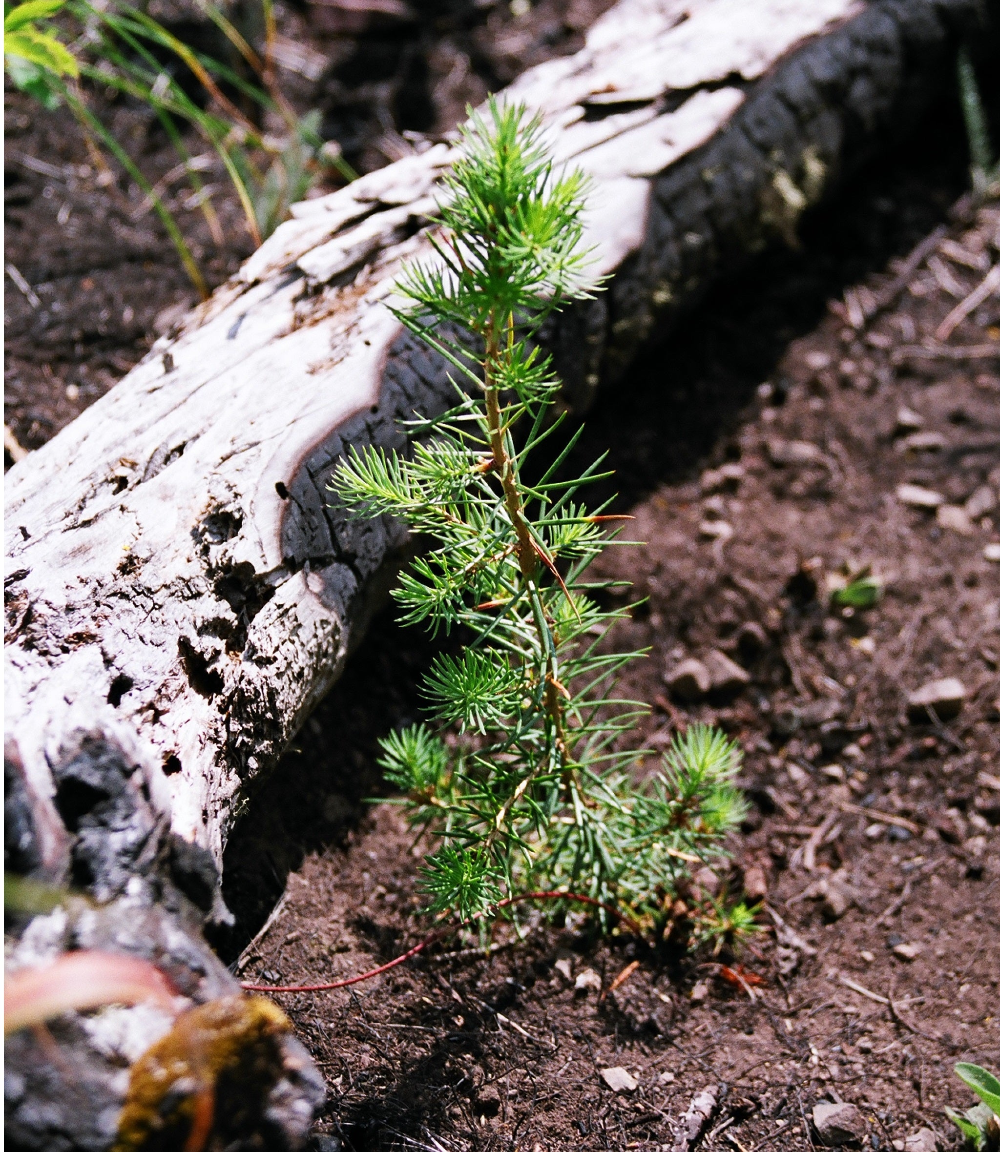 Dedicate Memorial Trees