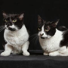 Clover Rose & Cali Lily 