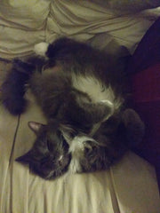 Penelope 