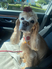 Lily Belle Midura