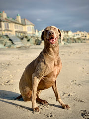 Murphy