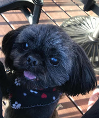 Bentley Boo Bear 