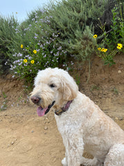 Sophie