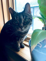 Mitzi Beth