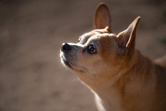 Miss Sophie