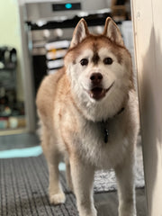 Kato