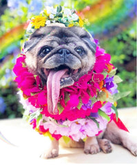 Meiling Pug