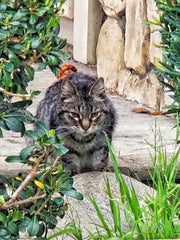 Boomer May - 2019