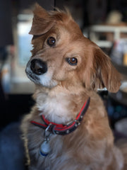 Gus July 2019