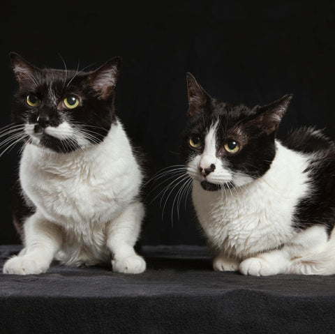 Clover Rose & Cali Lily 