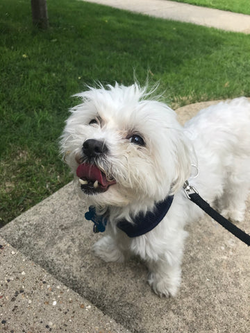 Sir Montgomery Burns of Weaverfell