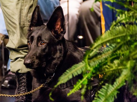 K9 Ziva