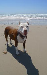 Daisy