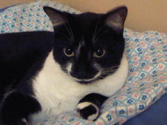 Mr. Mustache
