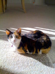 Callie