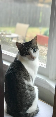 Bandit Simon...Forever young, forever our precious Bandy Boy.