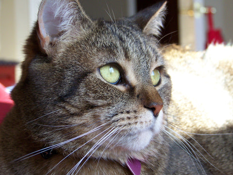 Diesel D... In our hearts for always and ever