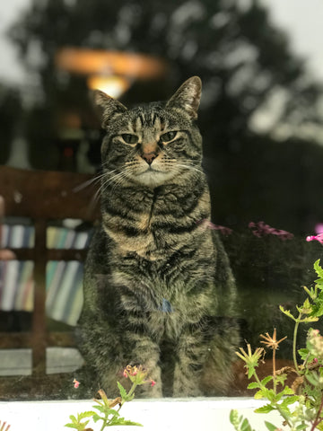 Jersey Simon...Forever perched at her window on the world!