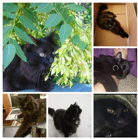 Romeo - you will always be my special, handsome little boy that I love very much