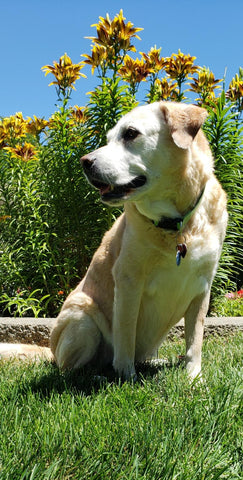 Chloe-Forever in our hearts