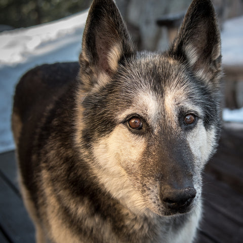 Angelo Pickner, we miss you old friend.