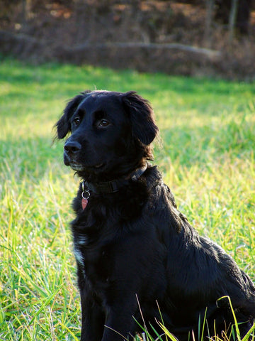 Raiden - March 2019. Love you and forever indebted.