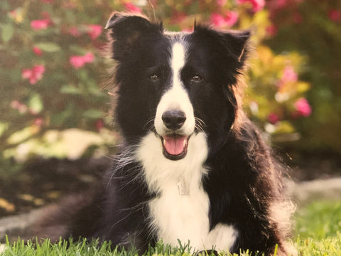 Chloe-We love you! Wait for us over the Rainbow Bridge.