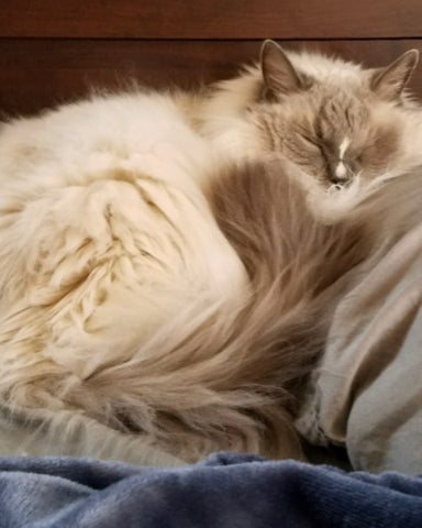 Webster, thank you so much for all of your unconditional love and comfort