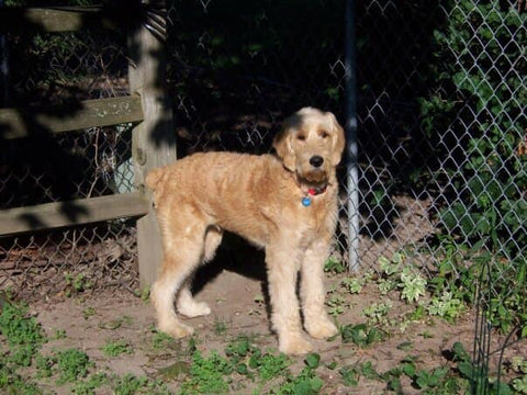 Winston Montgomery Muller, you have our hearts forever and always, big guy! 