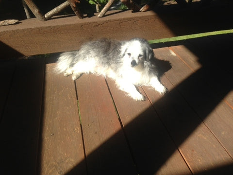 Charlie...such a joy...you'll always be our hearts until we see again. 