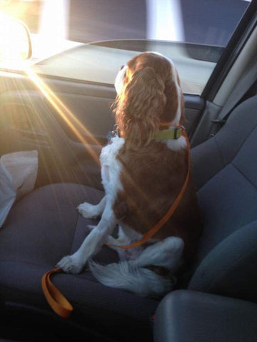 My FAMOUS boy! - “ I love you so dearly, I love you please hear me”