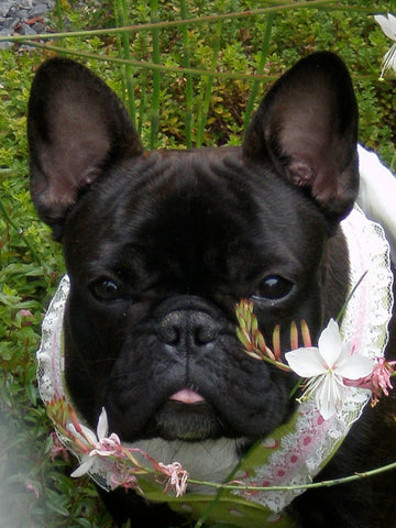 Babette, the dalai lama of dogs. shine on!