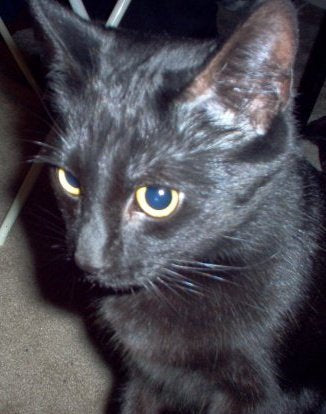 Char Best Cat Ever We Love You