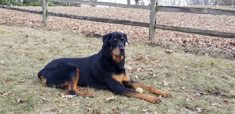 Chopper, Big Boy... Always in our hearts.