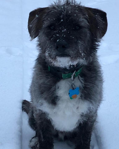 Scout, we miss you buddy. 