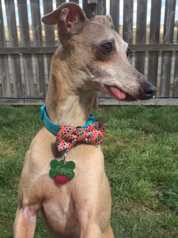 To my heart dog Mojito Hipszky - to the moon and back son, to the moon and back