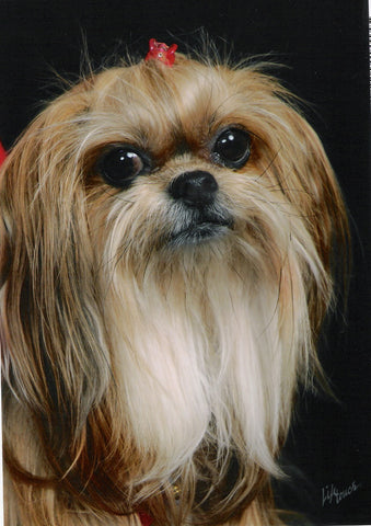 Shanti, My Sweet Precious Girl, you are forever in my Heart.