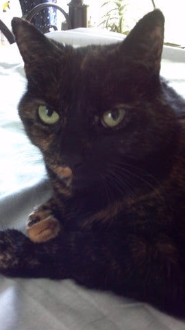 Tinker-my best friend