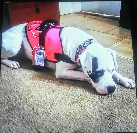 Luna Dunn, You were taken to soon my sweet girl, you were a amazing service dog.