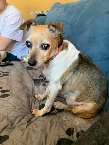 Lily Brand, we miss hearing the clicky ticking of your toes. We love you