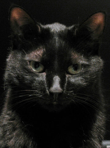 Nero: A sweet, delightful creature.  He is missed.