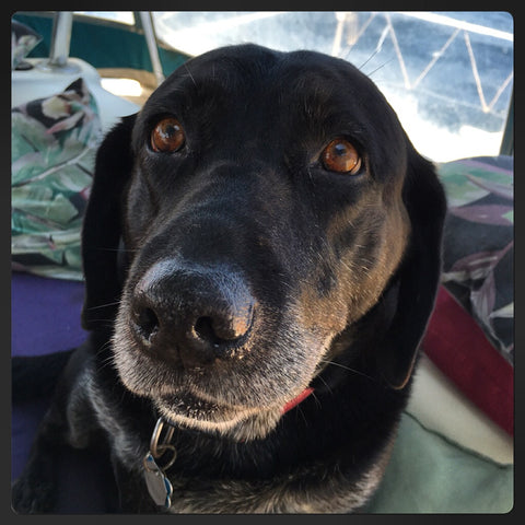 Lexie ~ our sweet, soft & soulful girl.  