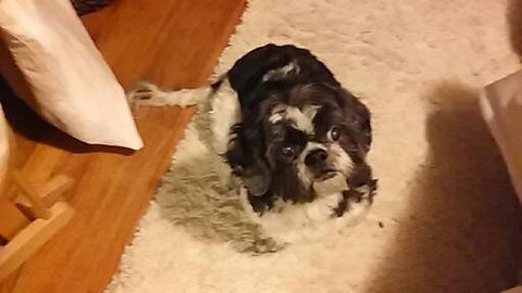 Barkley Waldman Turner, You brought such joy to our lives!  We miss you!