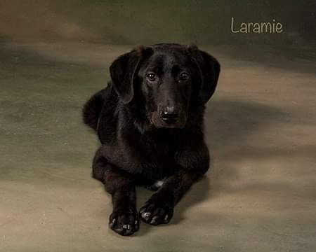 Laramie Maine- I miss you love bug❤