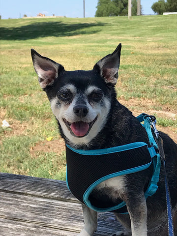 Rocky Kaneshiro-Never ever will there be a better butterfly puppy.